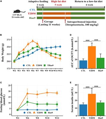 Lacticaseibacillus rhamnosus Hao9 exerts antidiabetic effects by regulating gut microbiome, glucagon metabolism, and insulin levels in type 2 diabetic mice